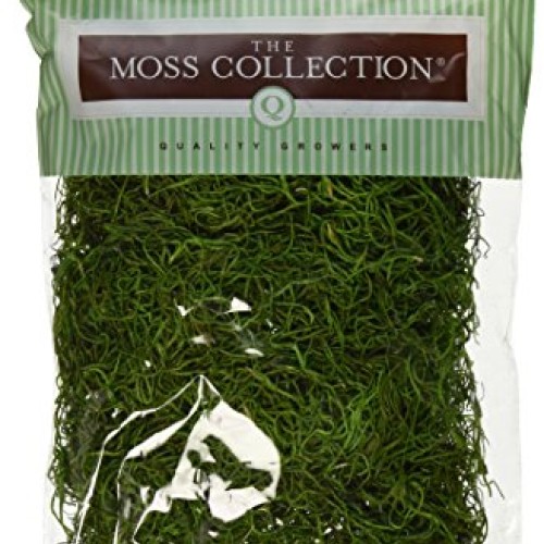Quality Growers Preserved Spanish Moss 108.5 Cubic Inches-Apple Green