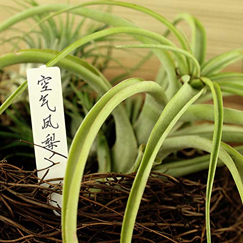 Quluxe 100 Pcs Plastic White 2 Inch Waterproof Plastic Plant Tags,...