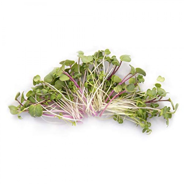 Super Spicy Greens Microgreen Seed Mix | Contains Garden Cress See...