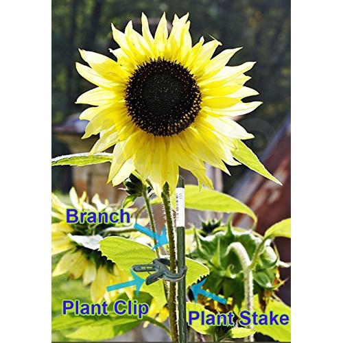 Ram-Pro 40 Piece Green Gentle Gardening Plant & Flower Lever Loop ...