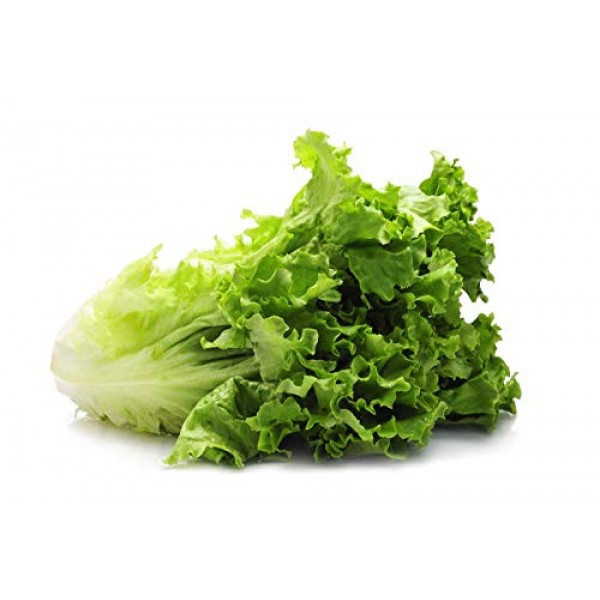 Romaine Lettuce Seeds for Hydroponics or Planting an Indoor or Out...