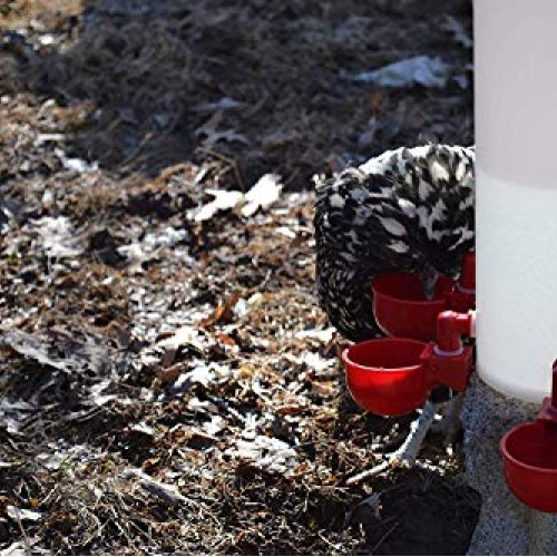 RentACoop Automatic Chicken Water Nipple Cup Waterer Kit for Poult...