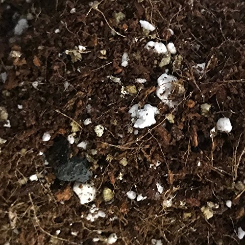 Houseplant and Tropical Classic Potting Mix - Mini Bag