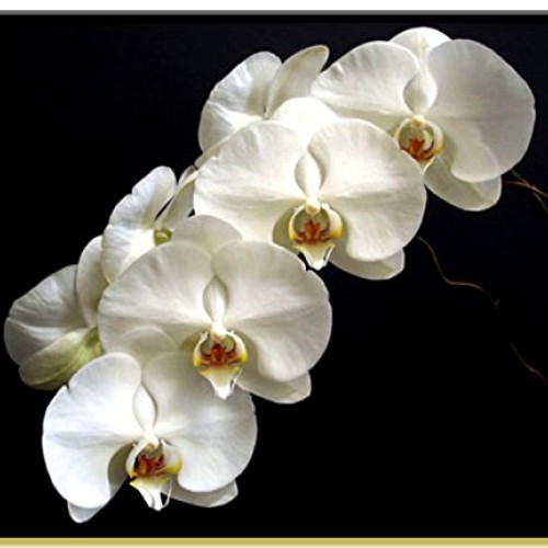 Phalaenopsis Orchid Growing Starter Kit - Includes Instruction Sheet