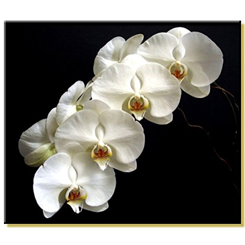 Phalaenopsis Orchid Growing Starter Kit - Includes Instruction Sheet