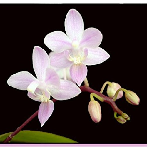 Phalaenopsis Orchid Growing Starter Kit - Includes Instruction Sheet