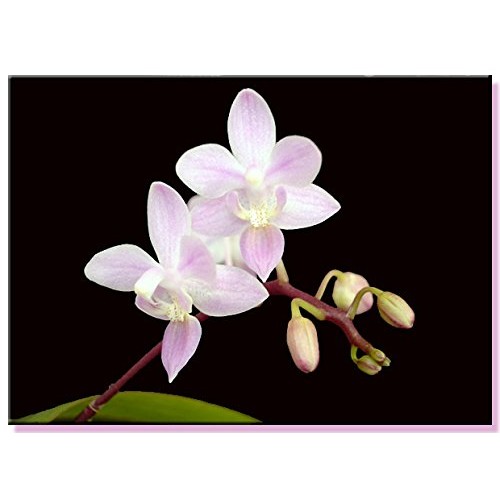 Phalaenopsis Orchid Growing Starter Kit - Includes Instruction Sheet