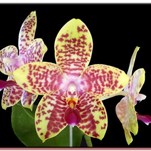 Phalaenopsis Orchid Growing Starter Kit - Includes Instruction Sheet