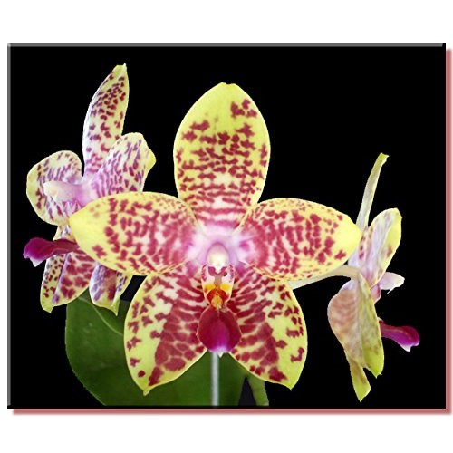 Phalaenopsis Orchid Growing Starter Kit - Includes Instruction Sheet