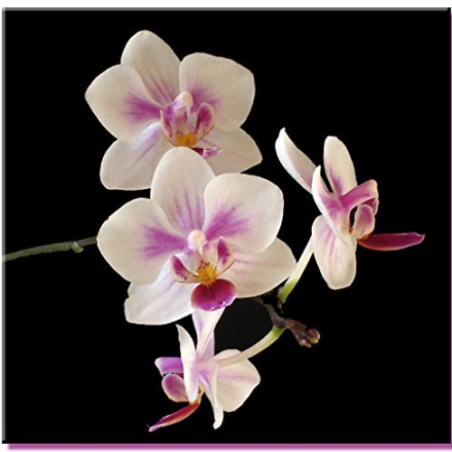Phalaenopsis Orchid Growing Starter Kit - Includes Instruction Sheet