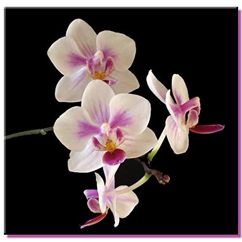 Phalaenopsis Orchid Growing Starter Kit - Includes Instruction Sheet