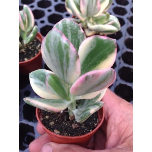 Variegated jade plantcrassula argentea variegated 2 1/4 succu...