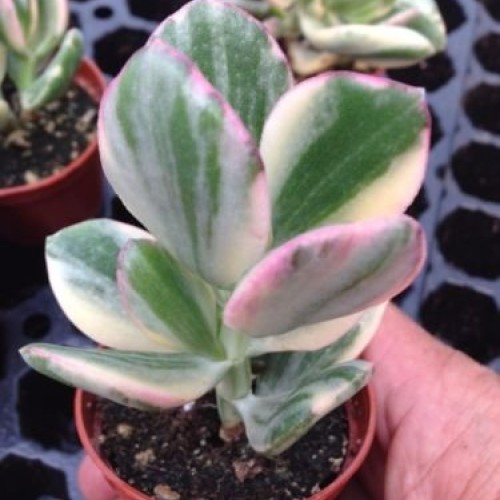 Variegated jade plantcrassula argentea variegated 2 1/4 succu...