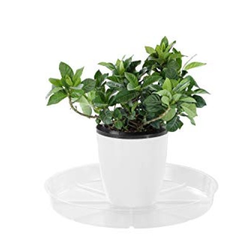 Riefie 12 Pack of 12 Inch Plastic Plant Saucer, Clear Drip Trays f...