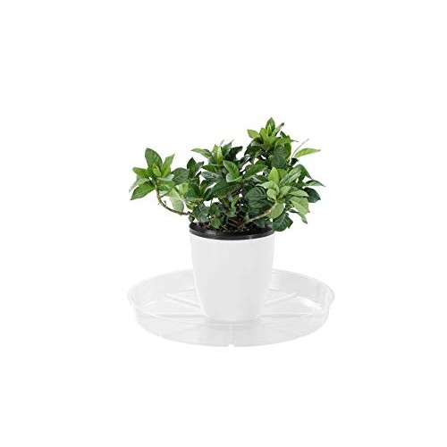Riefie 12 Pack of 12 Inch Plastic Plant Saucer, Clear Drip Trays f...