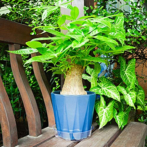 Riefie 12 Pack of 12 Inch Plastic Plant Saucer, Clear Drip Trays f...