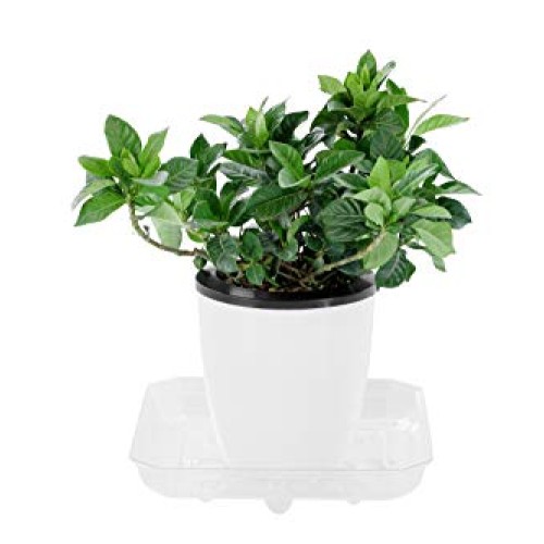 Riefie 5 Pack of 8 inch Plastic Saucer, Square Clear Drip Trays fo...