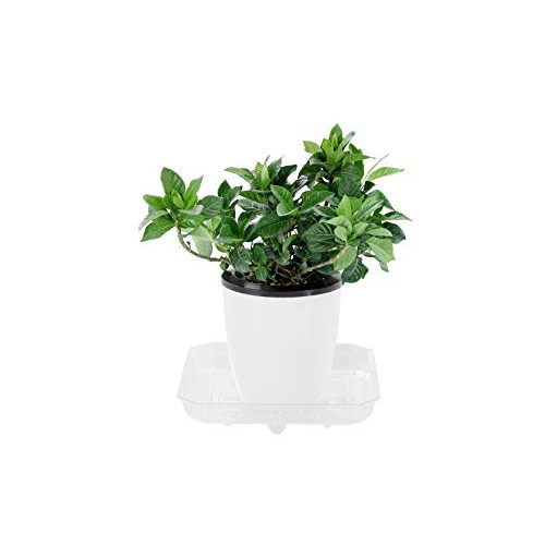 Riefie 5 Pack of 8 inch Plastic Saucer, Square Clear Drip Trays fo...