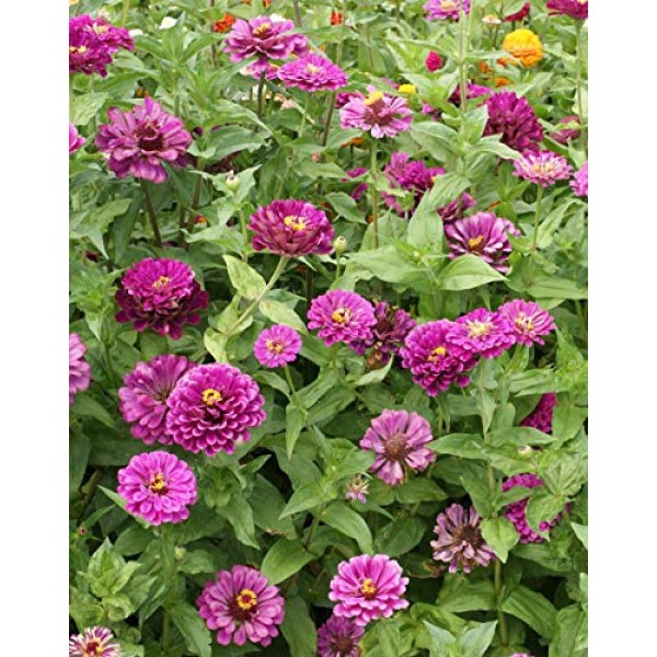 Sow Right Seeds - Zinnia Flower Seeds Collection - Five Packets - ...