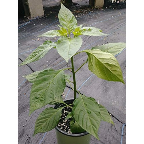 Risalana Pepper, Chocolate Ghost Pepper, Chocolate bhut jolokia, 1...