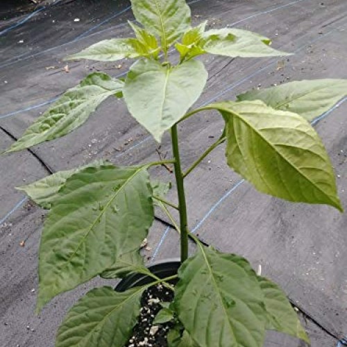 Risalana Pepper, Chocolate Ghost Pepper, Chocolate bhut jolokia, 1...