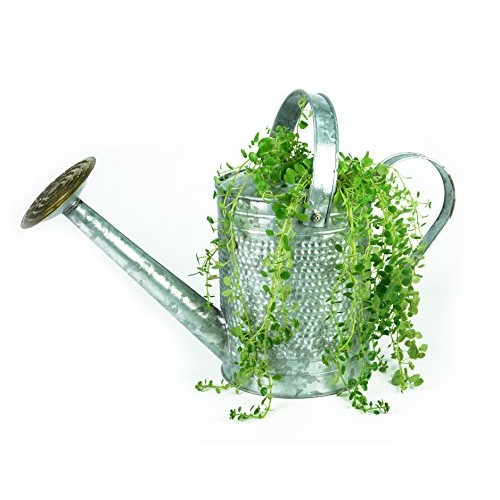 Robert Allen Home & Garden Robert Allen MPT01191 Jameson Metal Wat...