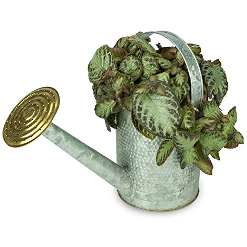 Robert Allen Home & Garden Robert Allen MPT01191 Jameson Metal Wat...