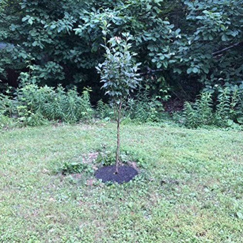 Rocky Mountain Tree Mulch Ring Weed Preventer - Recycled Heavy Dut...