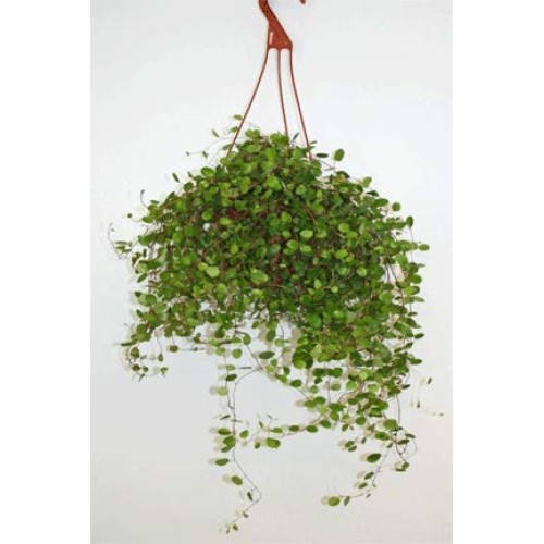 Hanging Angel Vine 6 Pot-Hanging Angel Vine
