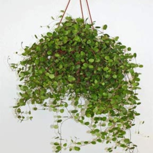 Hanging Angel Vine 6 Pot-Hanging Angel Vine