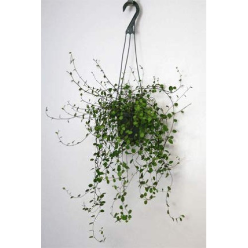 Hanging Angel Vine 6 Pot-Hanging Angel Vine