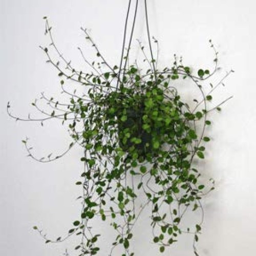 Hanging Angel Vine 6 Pot-Hanging Angel Vine