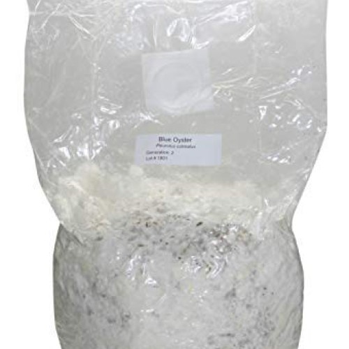 Root Mushroom Farm-10 Count Mushroom Growing Bags/Mushroom Spawn B...