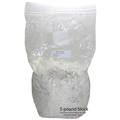 Root Mushroom Farm-20 Count Mushroom Growing Bags/Mushroom Spawn B...
