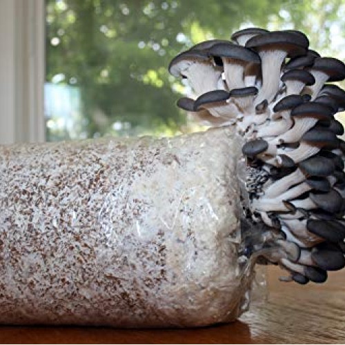 Root mushroom Farm- 30 Kinds of Mushroom Liquid Culture Available ...