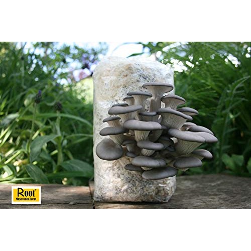 Root mushroom Farm- 30 Kinds of Mushroom Liquid Culture Available ...