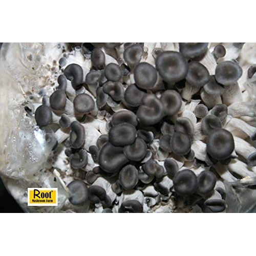 Root mushroom Farm- 30 Kinds of Mushroom Liquid Culture Available ...