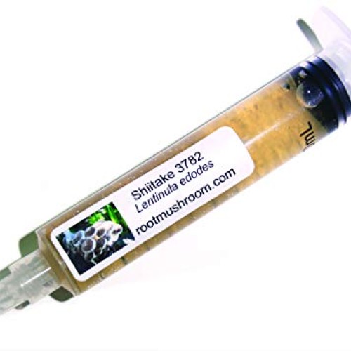 Root mushroom Farm- 30 Kinds of Mushroom Liquid Culture Available ...