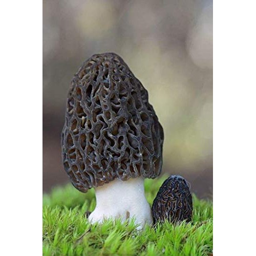 Root mushroom Farm- 30 Mushroom Liquid Cultures/Black MorelMorche...