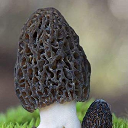 Root mushroom Farm- 30 Mushroom Liquid Cultures/Black MorelMorche...