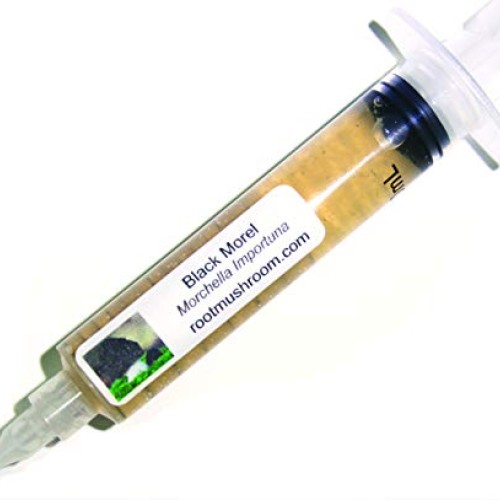 Root mushroom Farm- 30 Mushroom Liquid Cultures/Black MorelMorche...