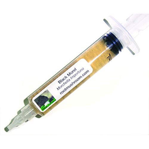 Root mushroom Farm- 30 Mushroom Liquid Cultures/Black MorelMorche...