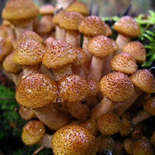 Root mushroom Farm- 30 Mushroom Liquid Cultures/Bulbous HoneyArmi...