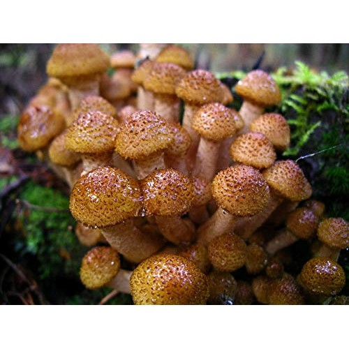 Root mushroom Farm- 30 Mushroom Liquid Cultures/Bulbous HoneyArmi...