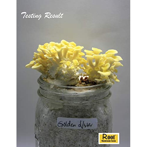 Root mushroom Farm- 30 Mushroom Liquid Cultures/Golden OysterPleu...