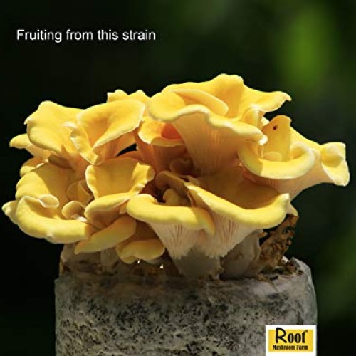 Root mushroom Farm- 30 Mushroom Liquid Cultures/Golden OysterPleu...