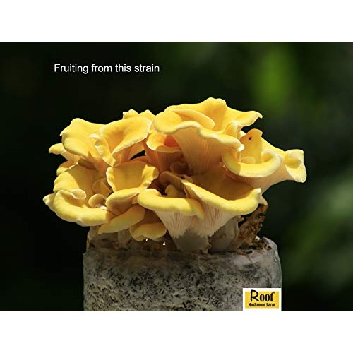 Root mushroom Farm- 30 Mushroom Liquid Cultures/Golden OysterPleu...