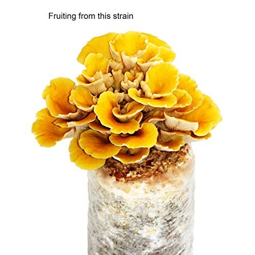 Root mushroom Farm- 30 Mushroom Liquid Cultures/Golden OysterPleu...