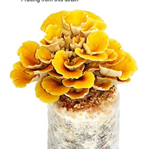 Root mushroom Farm- 30 Mushroom Liquid Cultures/Golden OysterPleu...