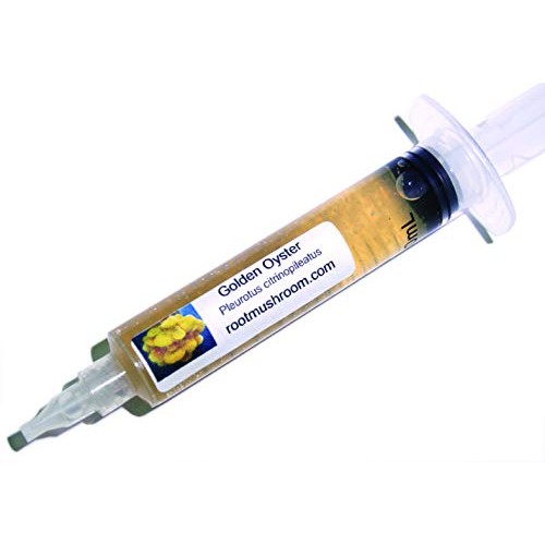 Root mushroom Farm- 30 Mushroom Liquid Cultures/Golden OysterPleu...